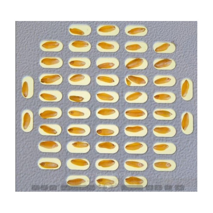 Durum Tester